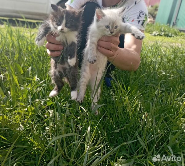 Отдам в хорошие руки котят