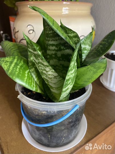 Сансевиерия