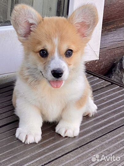 Вельш корги пемброк щенки с документами