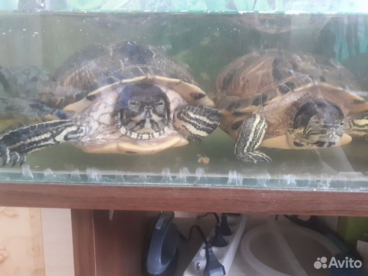 Черепаха водная