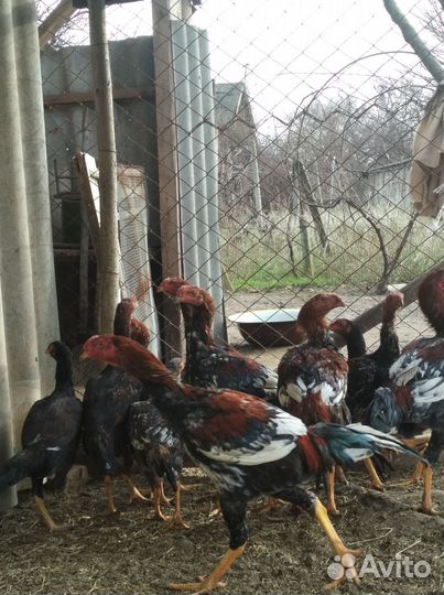 Бойцовые петухи и куры, узбекские голуби