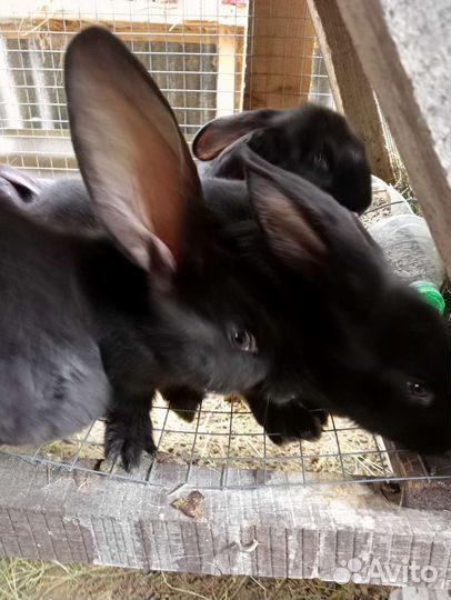 Кролик фландер, белый Паннон и Хиколь самцы