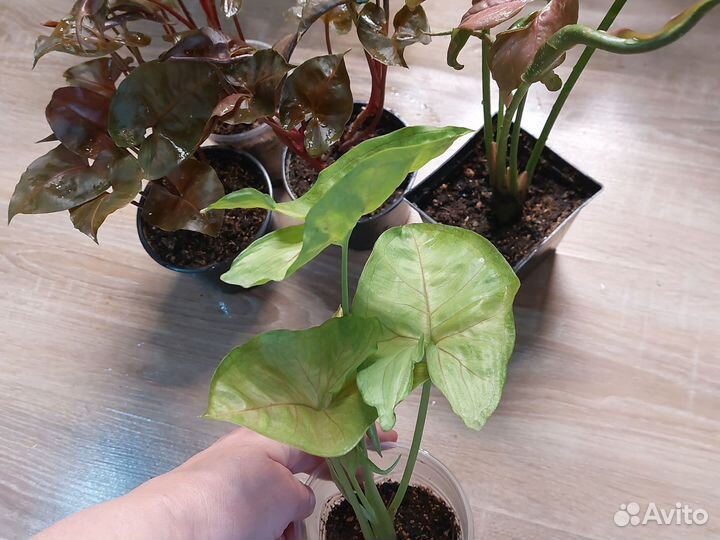 Сингониумы