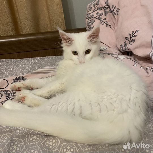 Котенок Мейн-куна