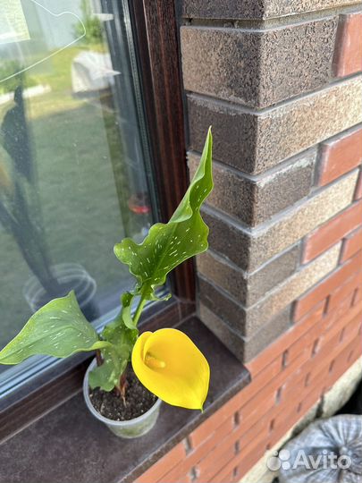 Калла садовая цветущая