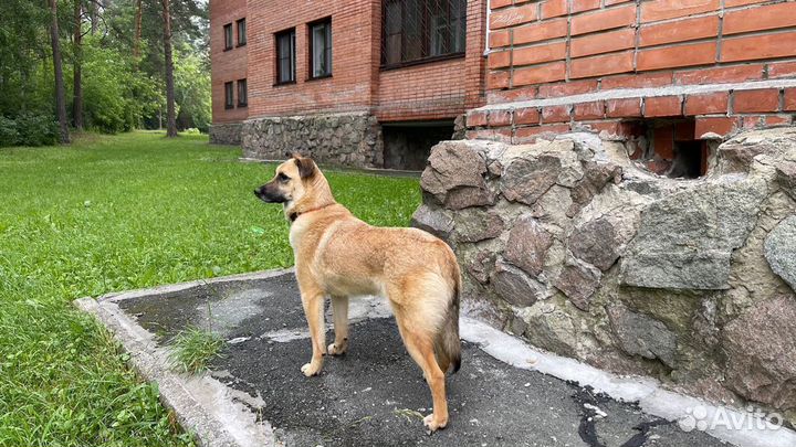 Отдам собаку в добрые руки (домашнюю, спокойную)