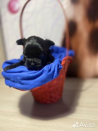 Йоркширский терьер