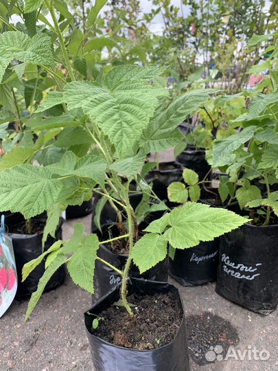 Саженцы малины Энросадира Корпико Мапема