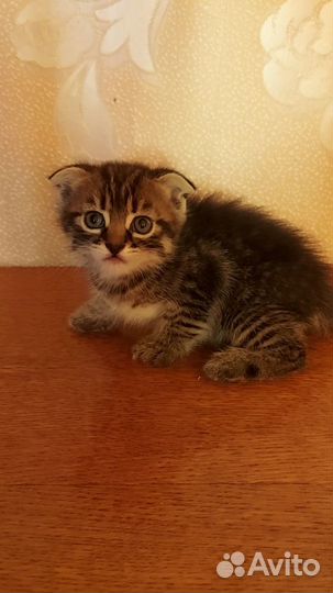 Котята в добрые руки бесплатно