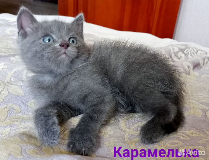 Милые котята в добрые руки