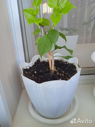 Бугенвиллия