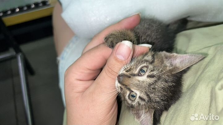 Кошечка в добрые руки