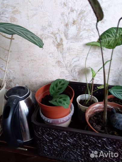 Растения комнатные