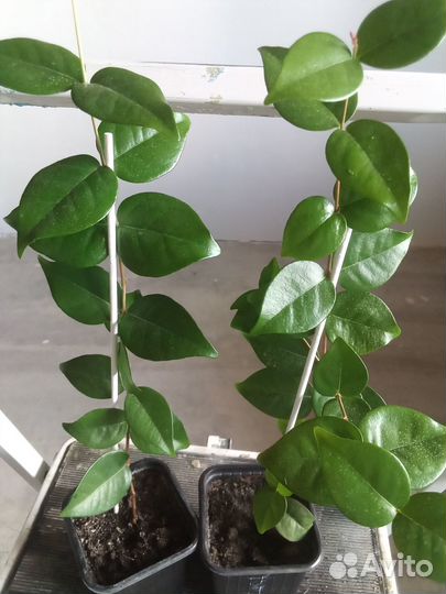 Суринамская вишня Барбадосская