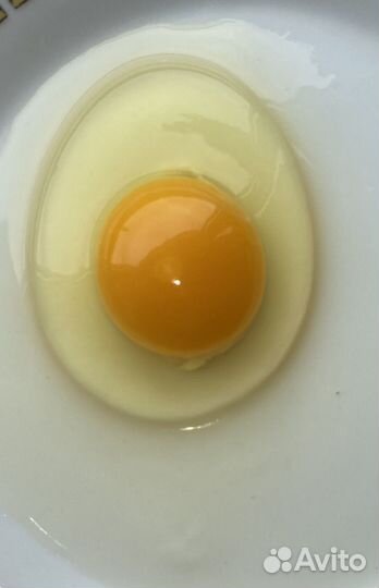 Домашние куриные яйца