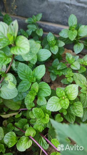 Малина, Ежевика и плодовые саженцы