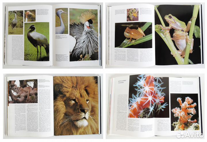 Животные. Птицы. Насекомые. Рыбы. Кошки. Африка