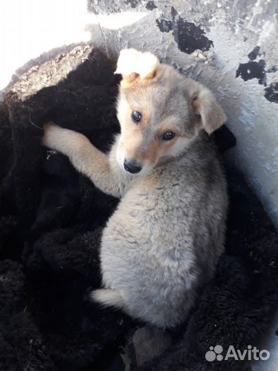 Щенок мальчик