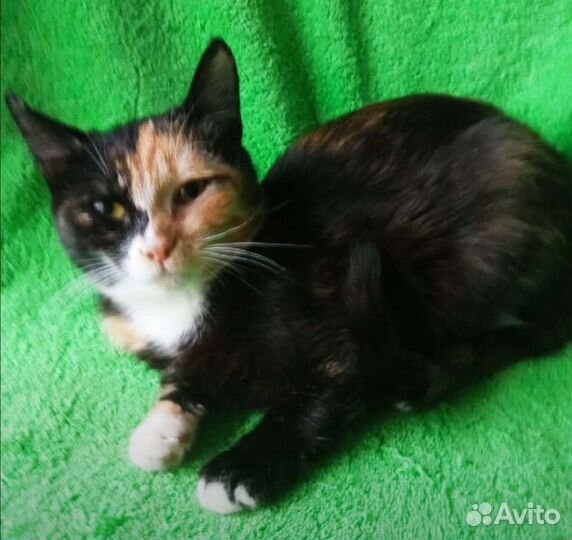 Трехцветная кошечка отдам бесплатно