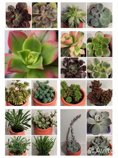 Суккуленты коллекционные