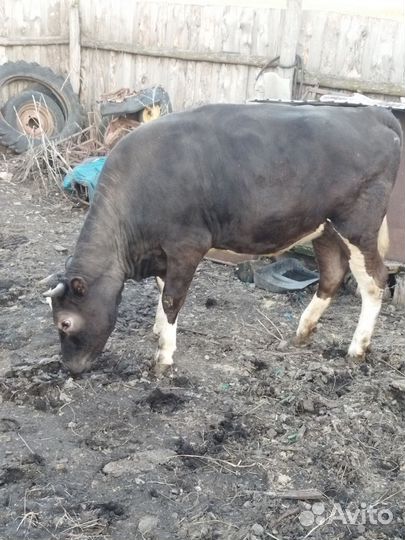 Телка 1.5 года