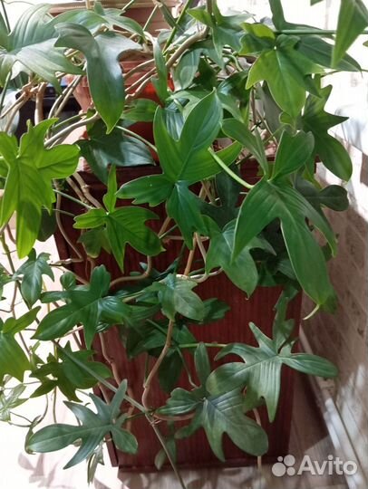 Филодендрон гитаровидный