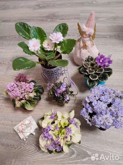 Сортовые фиалки