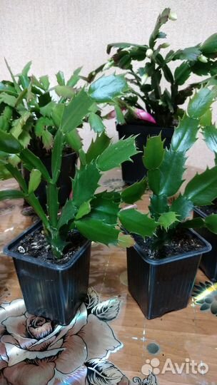 Декабрист шлюмбергера