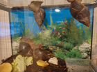 Улитки ахатины бесплатно с аквариумом объявление продам