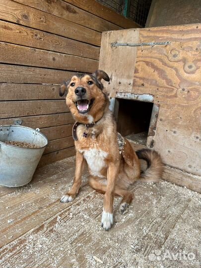 Рыжий пес из приюта в поисках дома