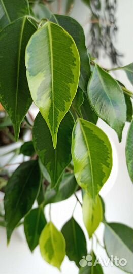 Фикус бенджамина