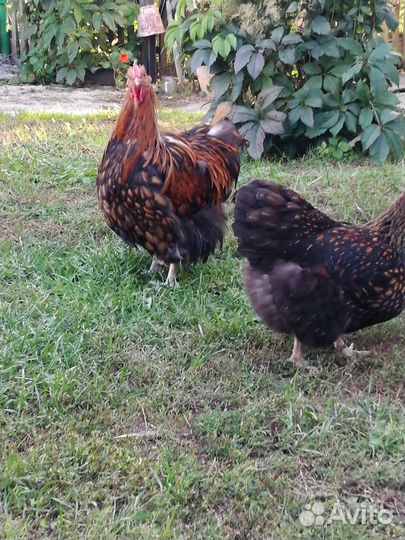 Петушок орпингтон золотоокаймленный