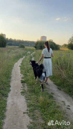 Зоо няня (коты, собаки и другие)