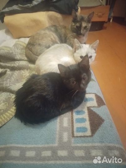 Котята в добрые руки