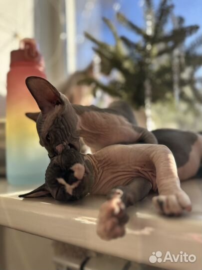 Канадский сфинкс котенок