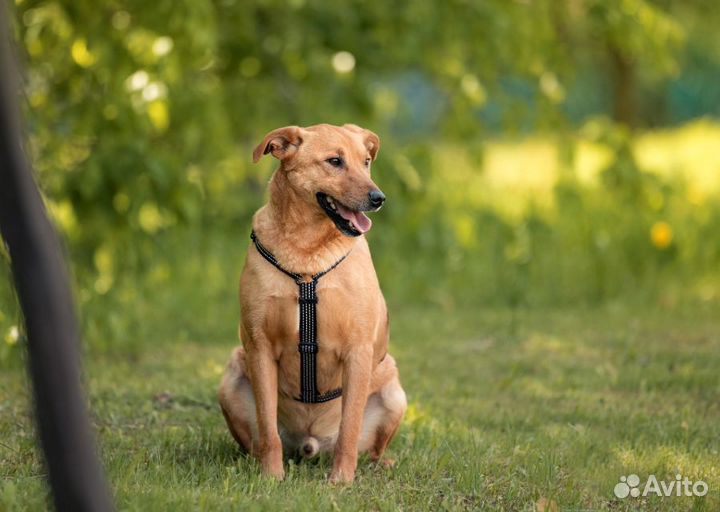 Маленькая собака в добрые руки
