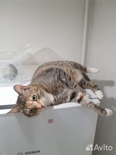 Трехцветная красавица Кира ищет дом