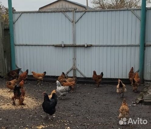Домашние курочки