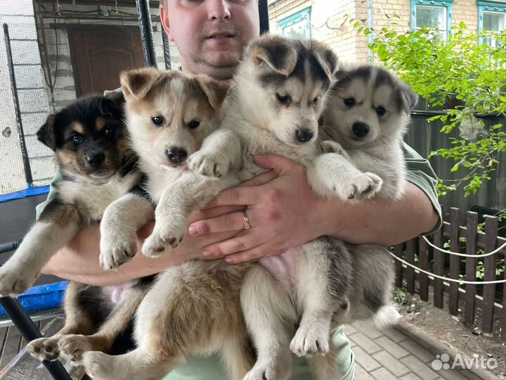Щенки помесь хаски с лайкой
