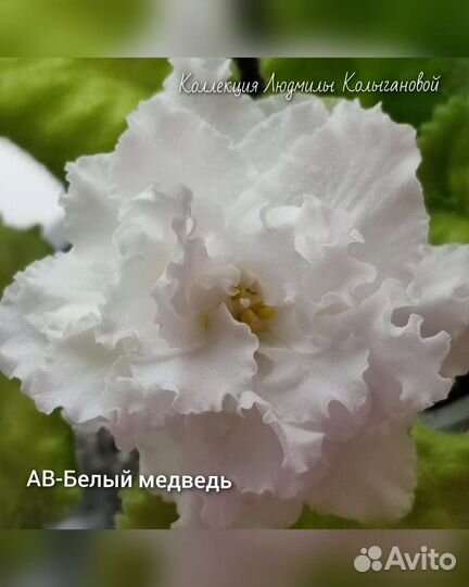 Деточки фиалки