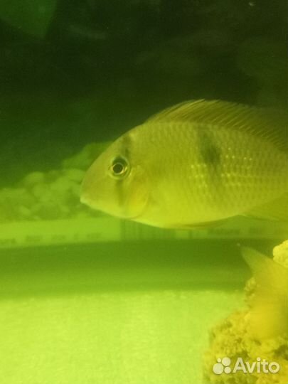 Гвианакара стайка 4 хвостика