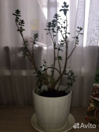 Коланхоэ с горшком