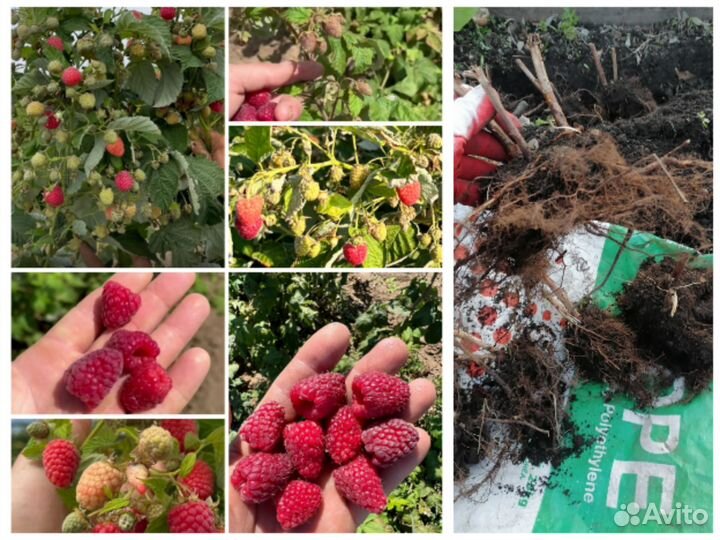 Малина ремонтантная (три сорта)