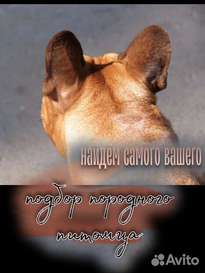 Свой заводчик