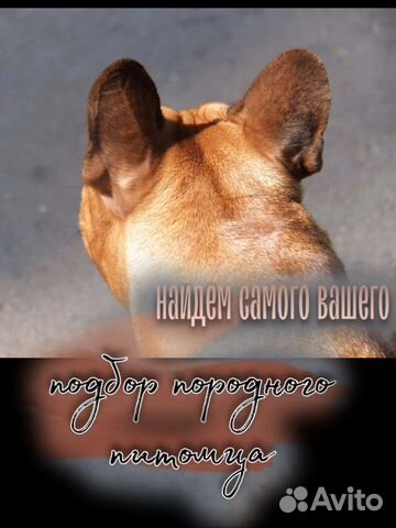 Свой заводчик