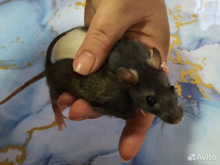 Декоративная крыса Дамбо