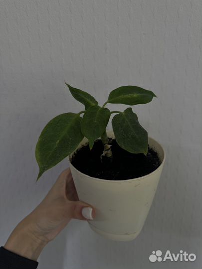 Цветы в добрые руки