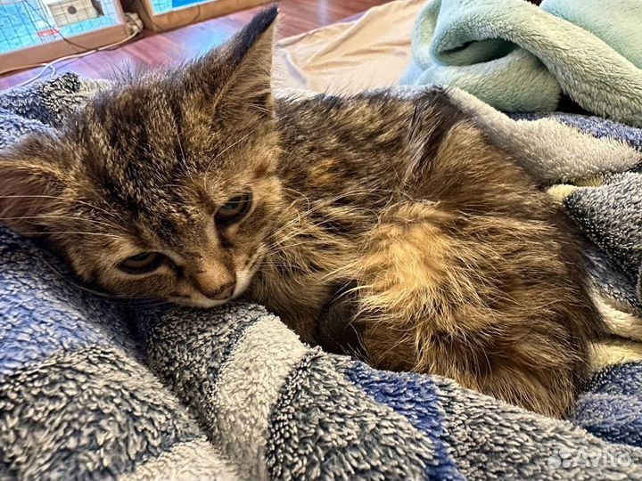 Кошка в дар