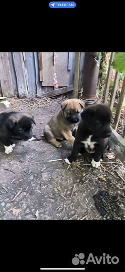 Собака в добрые руки щенок