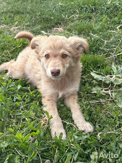 Щенки в дар